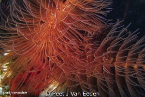 Spiral Of Life
The feeding tubeworm by Peet J Van Eeden 